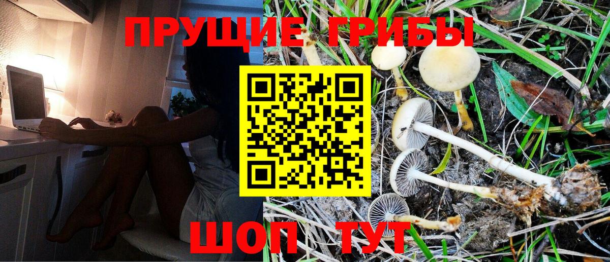 Галлюциногенные грибы Psilocybe  Вход с VPN  Солнечногорск 